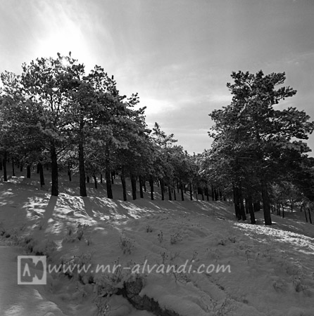 Sunlight between the Lavizan trees, نور خورشید در لابلای درختان لویزان