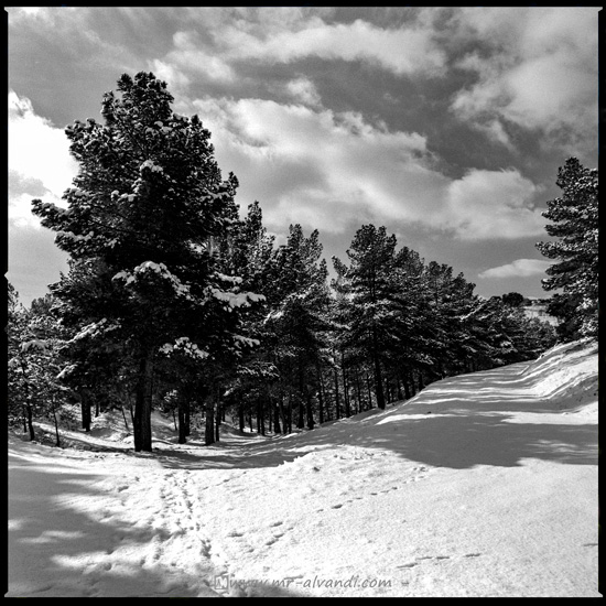 Winter day in Lavizan Forest Park
