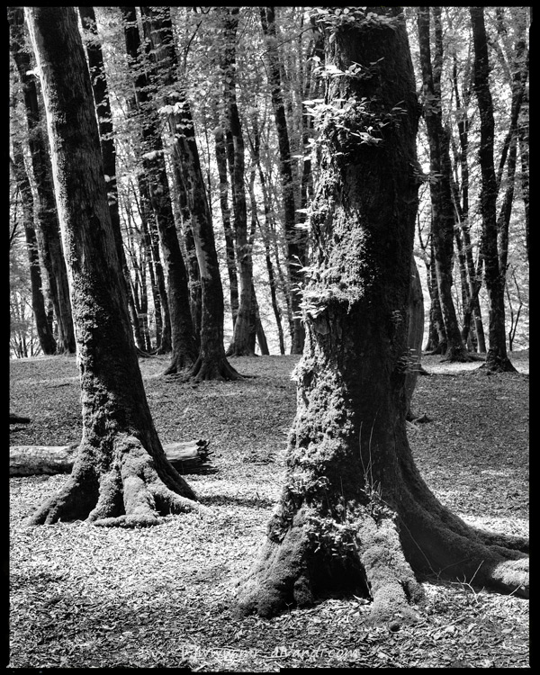 Hyrcanian forests of Mazandaran