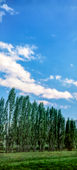 Trees and clouds in Arjomand