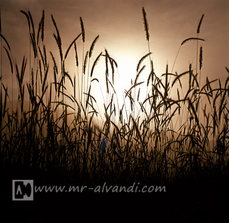 Wheat field in sunrise