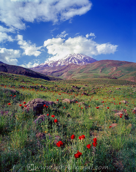 Damavand poppy flowers,گلهای شقایق قله دماوند