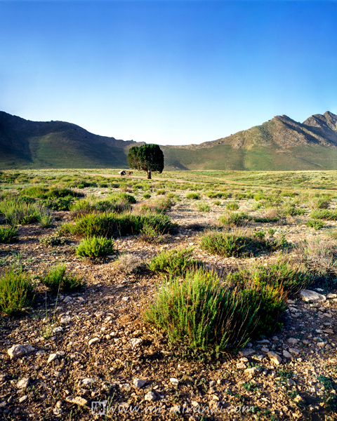 Firuzkuh alone tree,تک درخت فیروزکوه