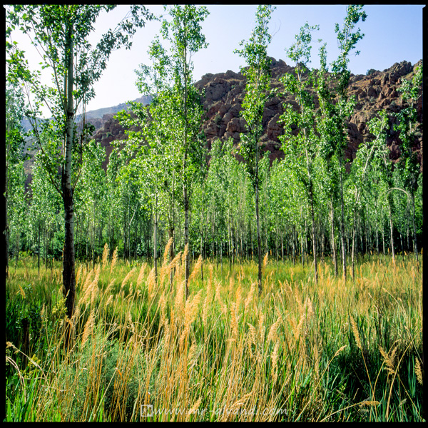 Young Poplar trees in Firuzkoh