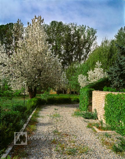 Karaj and blossom trees in spring, کرج و شکوفه درختان بهاری