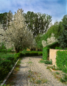 Karaj and blossom,کرج و شکوفه