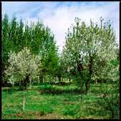 Spring in the gardens of Karaj