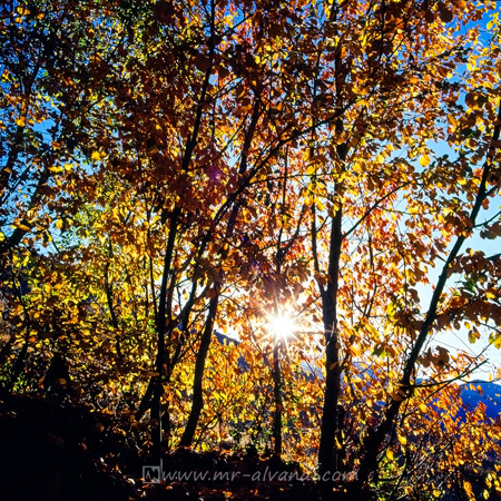 Golden Sun in Lavizan Forest Park, خورشید طلایی در پارک لویزان