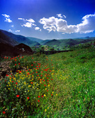 Shurab village and poppies,روستای شورآب و شقایقها