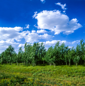 Zanjan and poplar,زنجان و صنوبرها